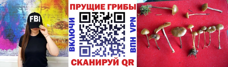 Галлюциногенные грибы Magic Shrooms  кракен tor  Ясный 